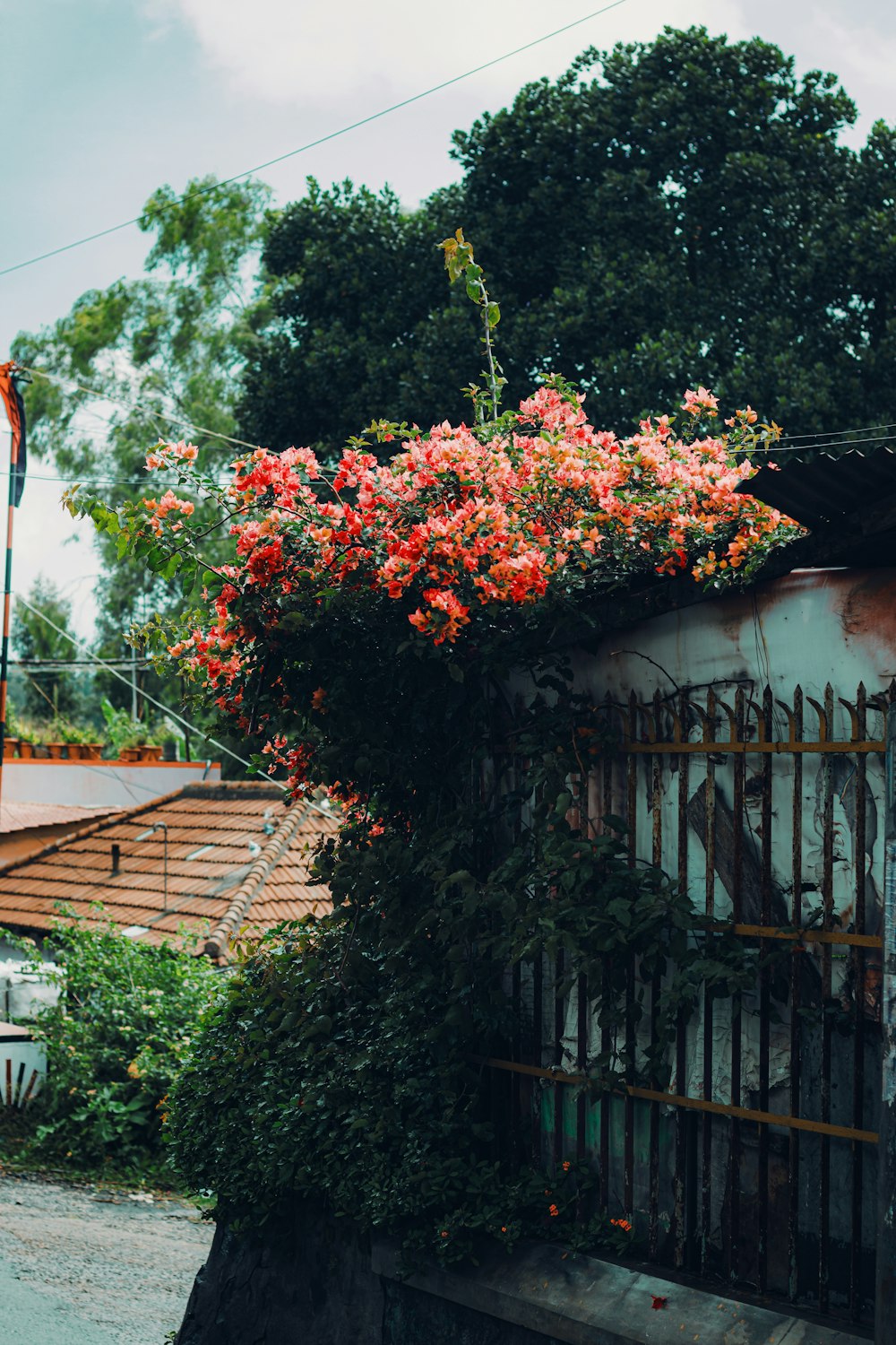 a tree with red flowers