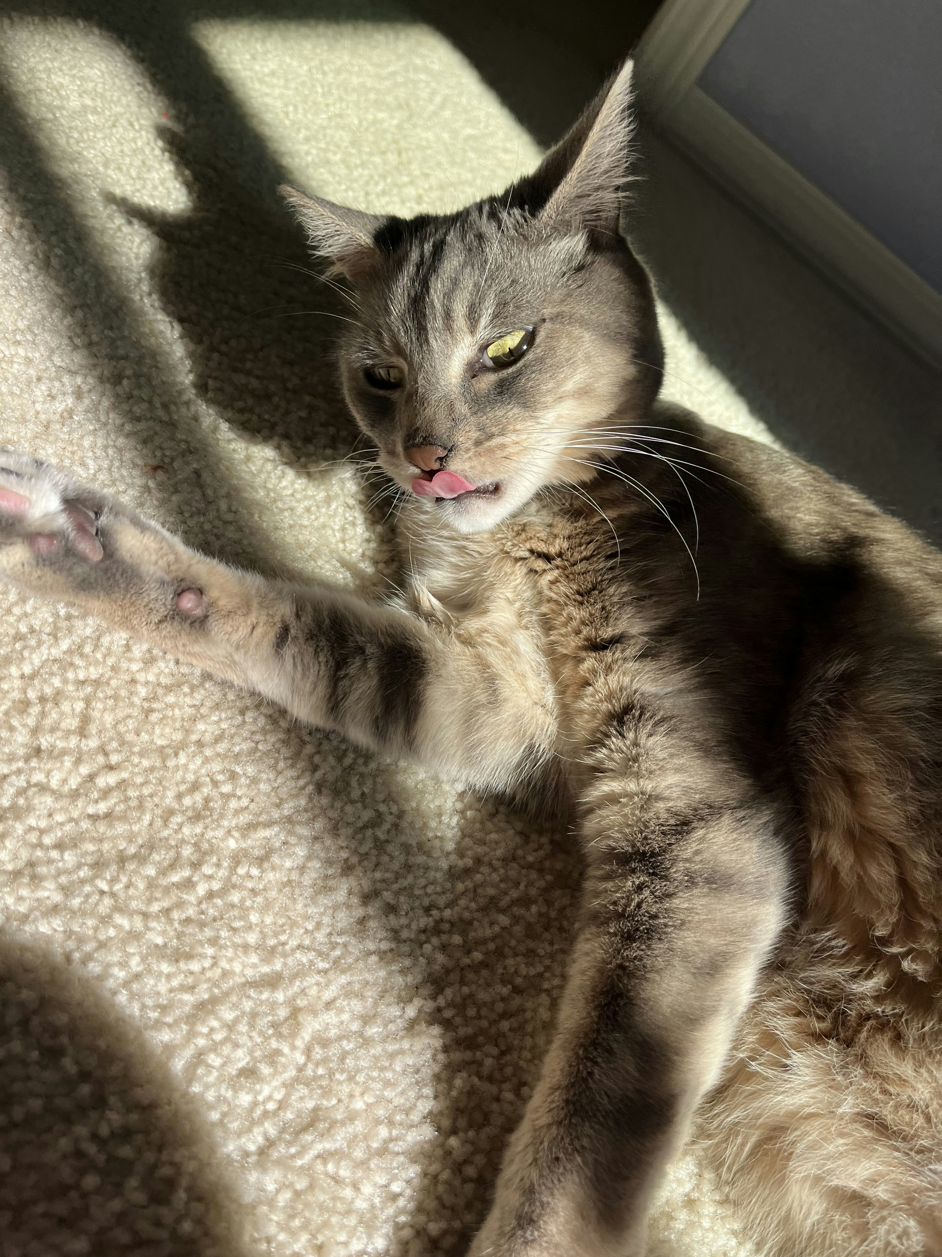 a cat lying on a blanket
