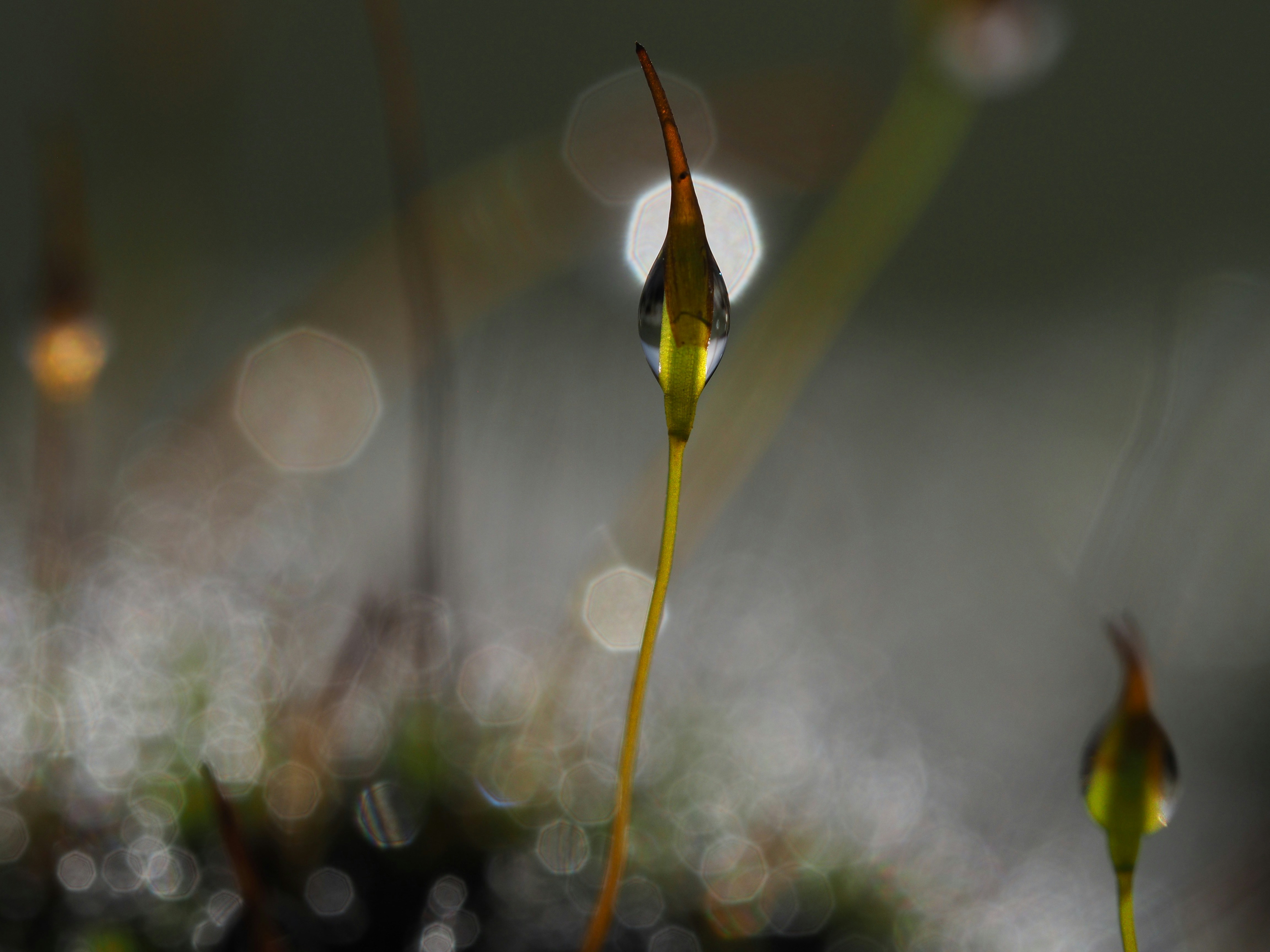 Photo by bigponorris