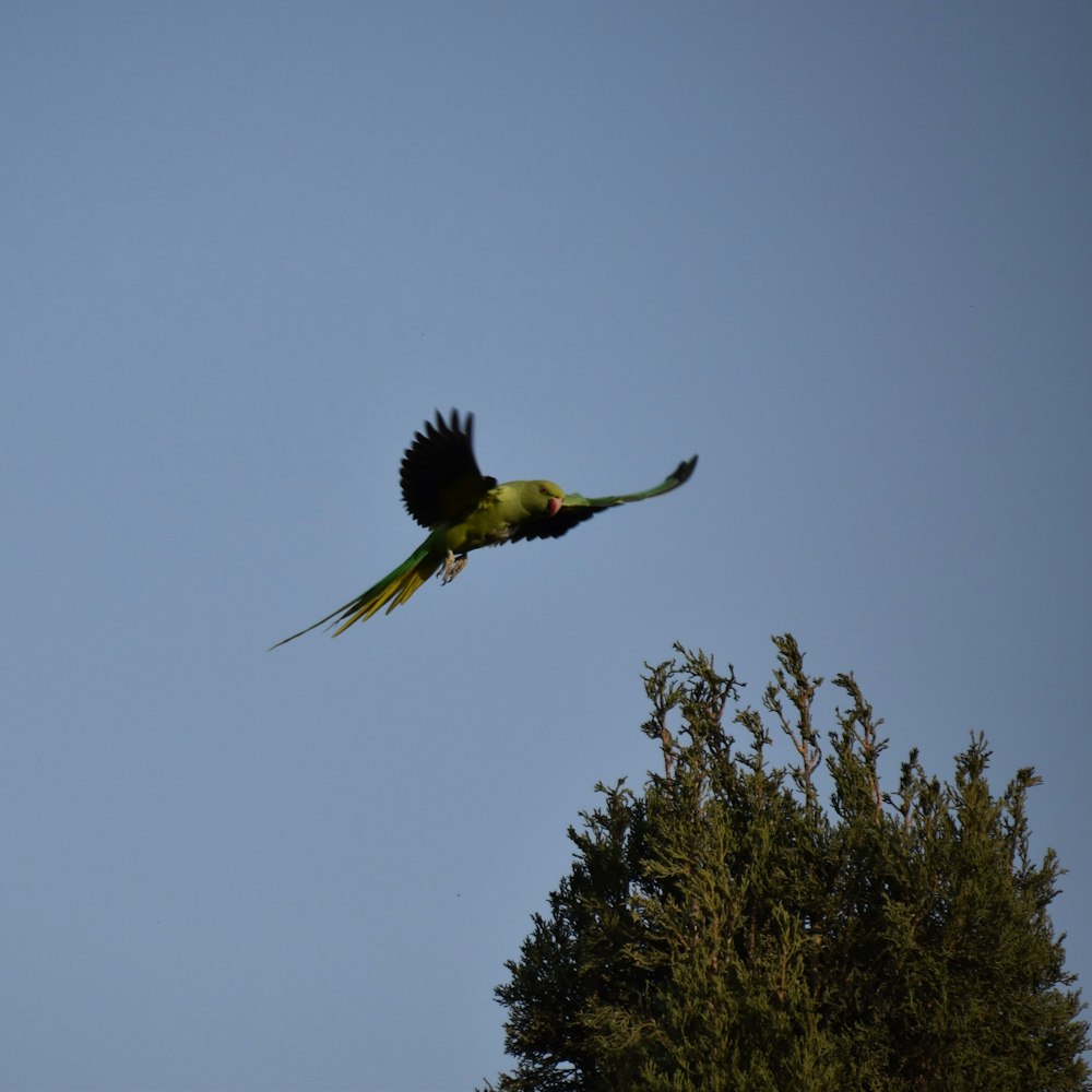 Un uccello che vola sopra gli alberi