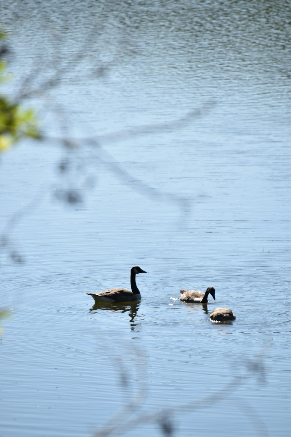 a group of ducks swimming in a lake