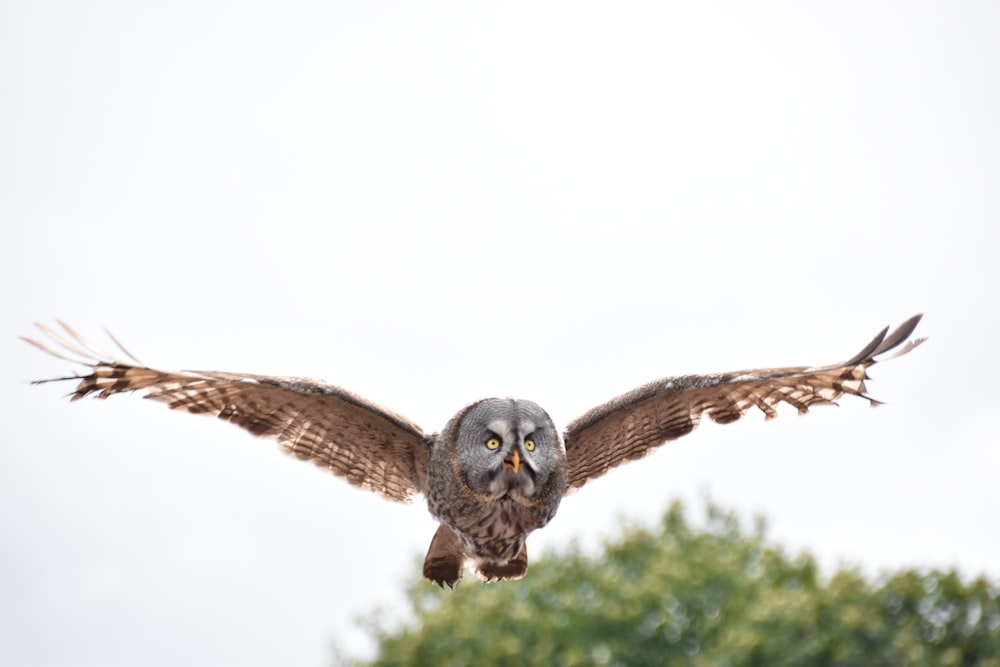 an owl flying in the sky