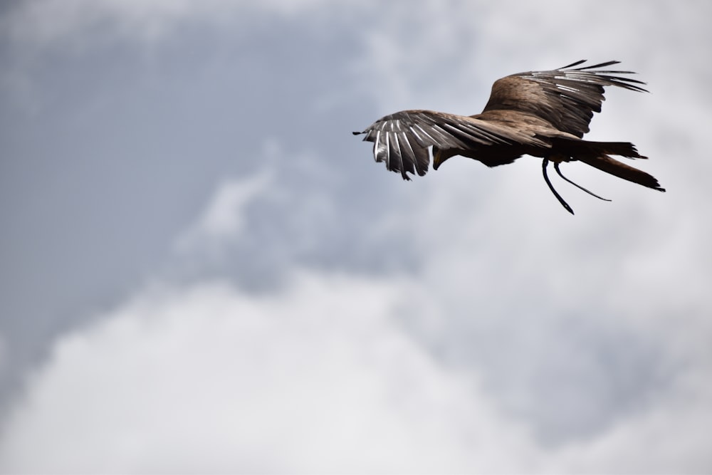 a bird flying in the sky