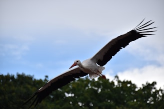 A white stork bird flying above a shipping box, symbolizing transport.