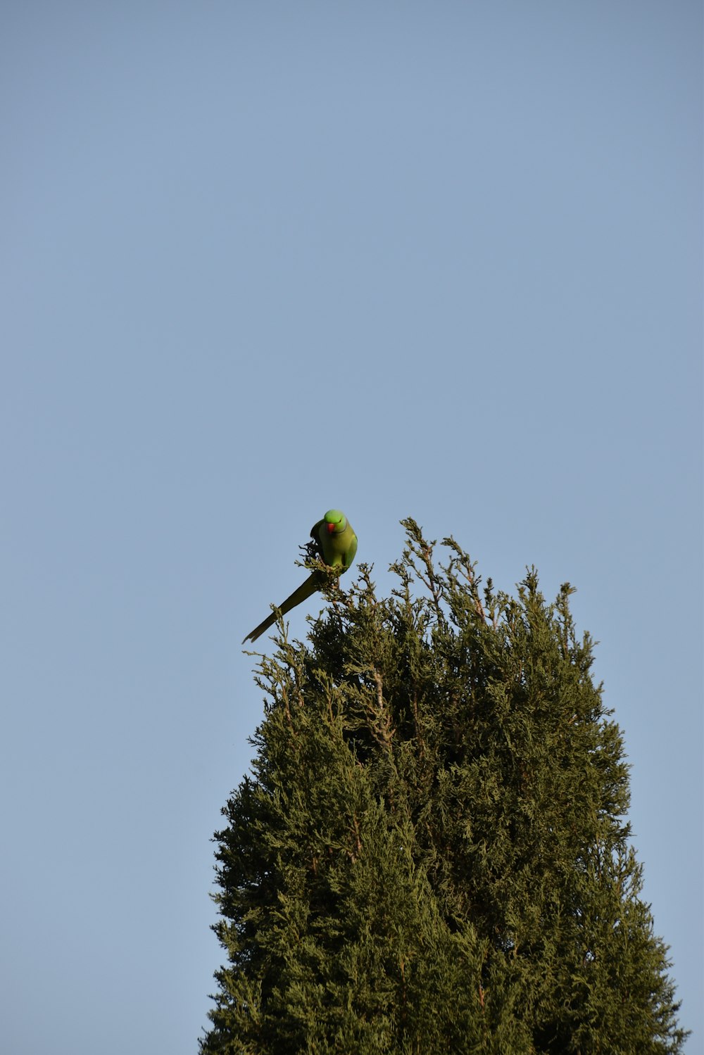Ein Vogel sitzt auf einem Baum