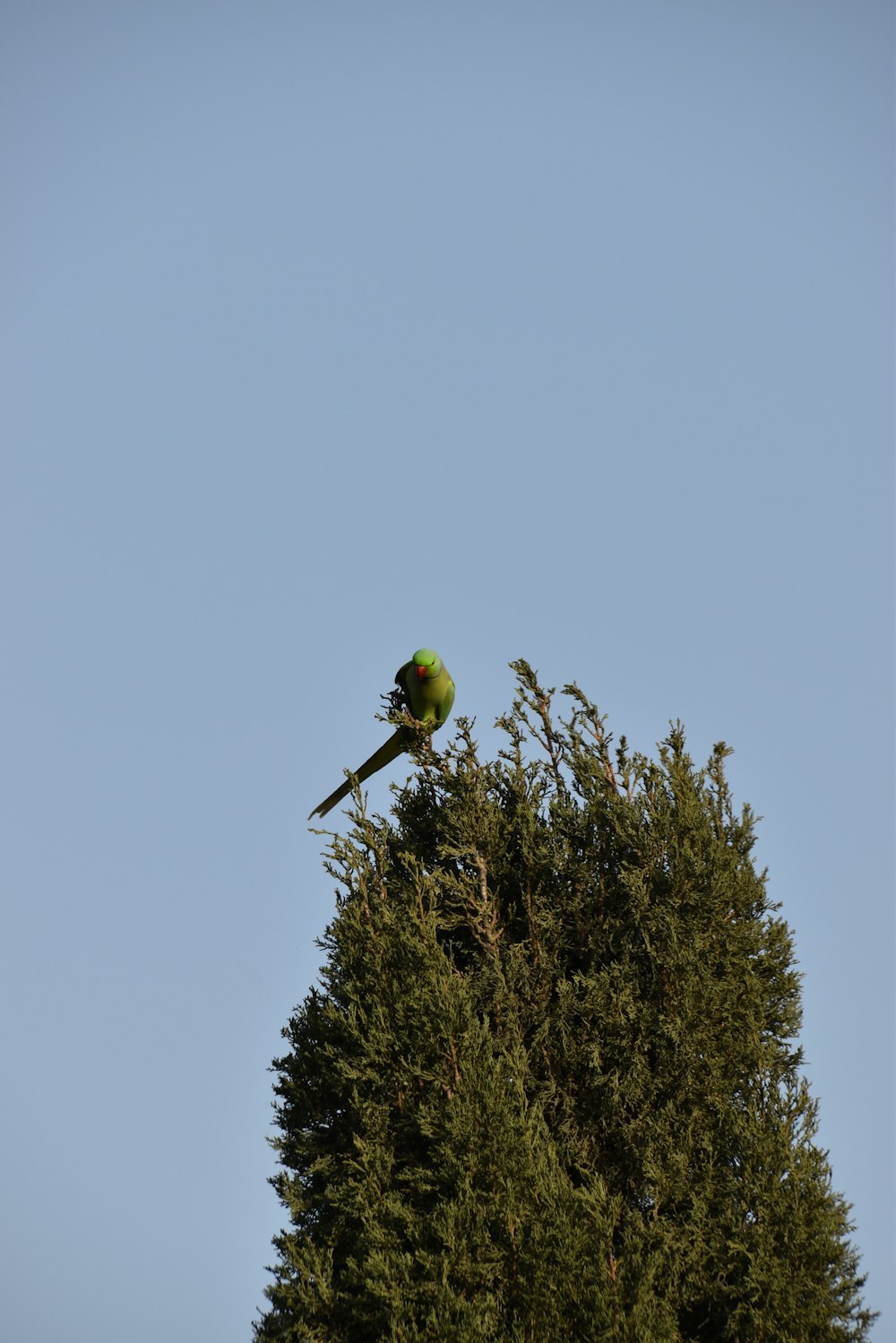 a bird sitting on a tree