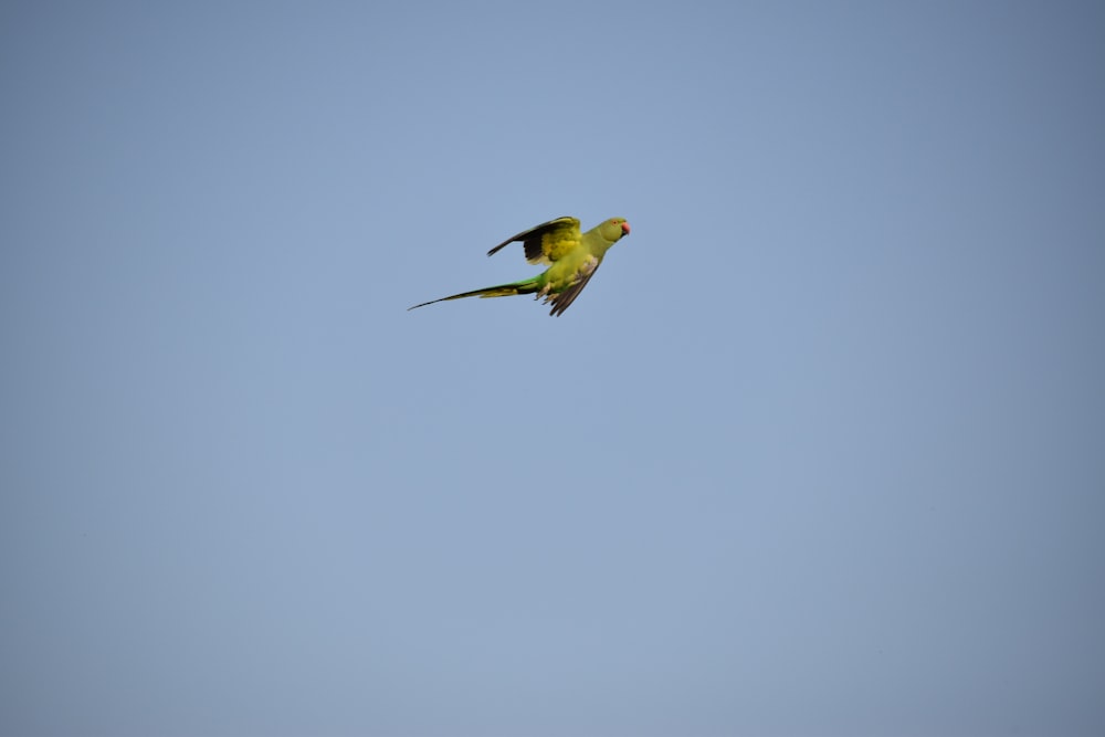 Ein Vogel fliegt am Himmel