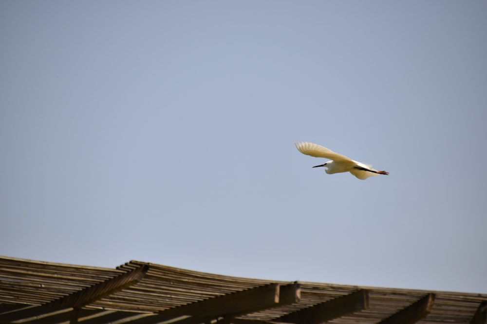 a seagull flying over a roof