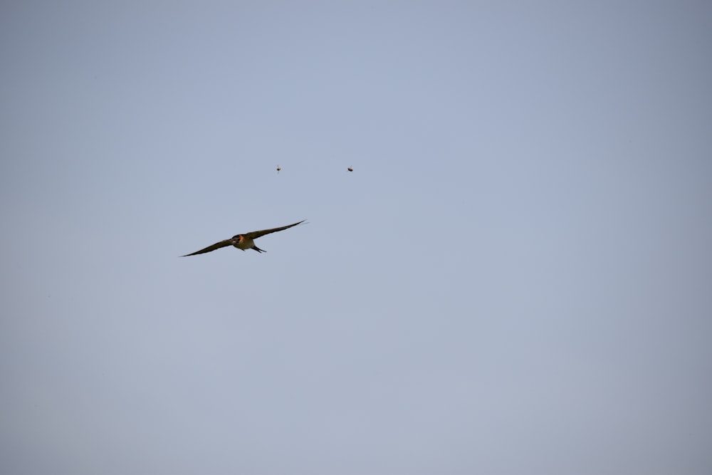 a bird flying in the sky