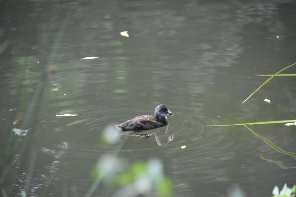 a duck swimming in a pond