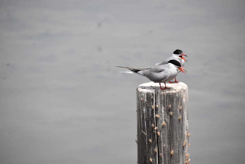 two birds on a post