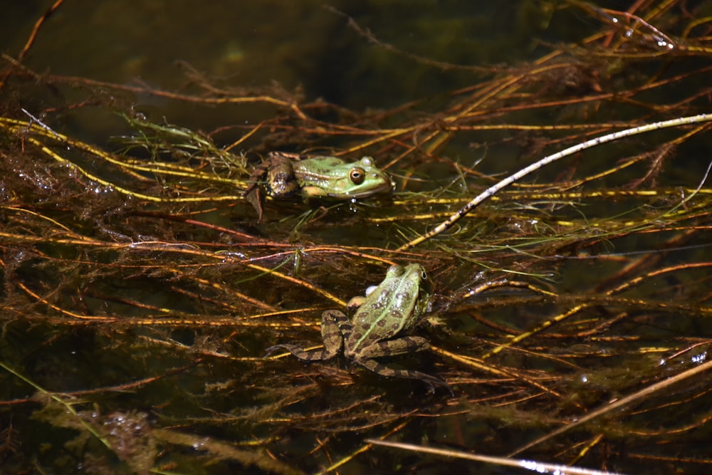 a group of frogs in a pond