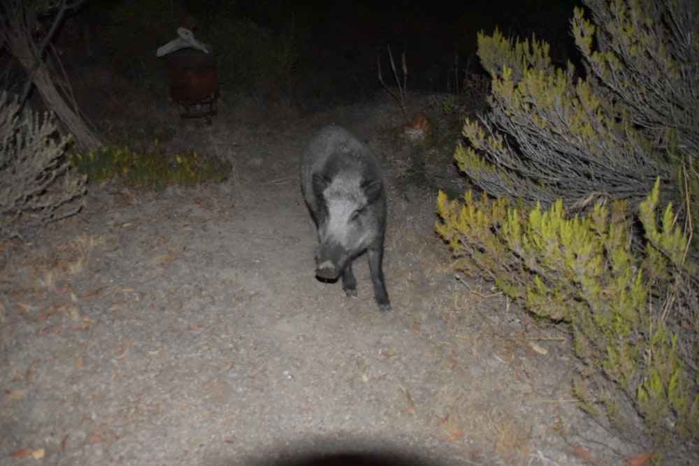 a grey animal walking on a dirt path