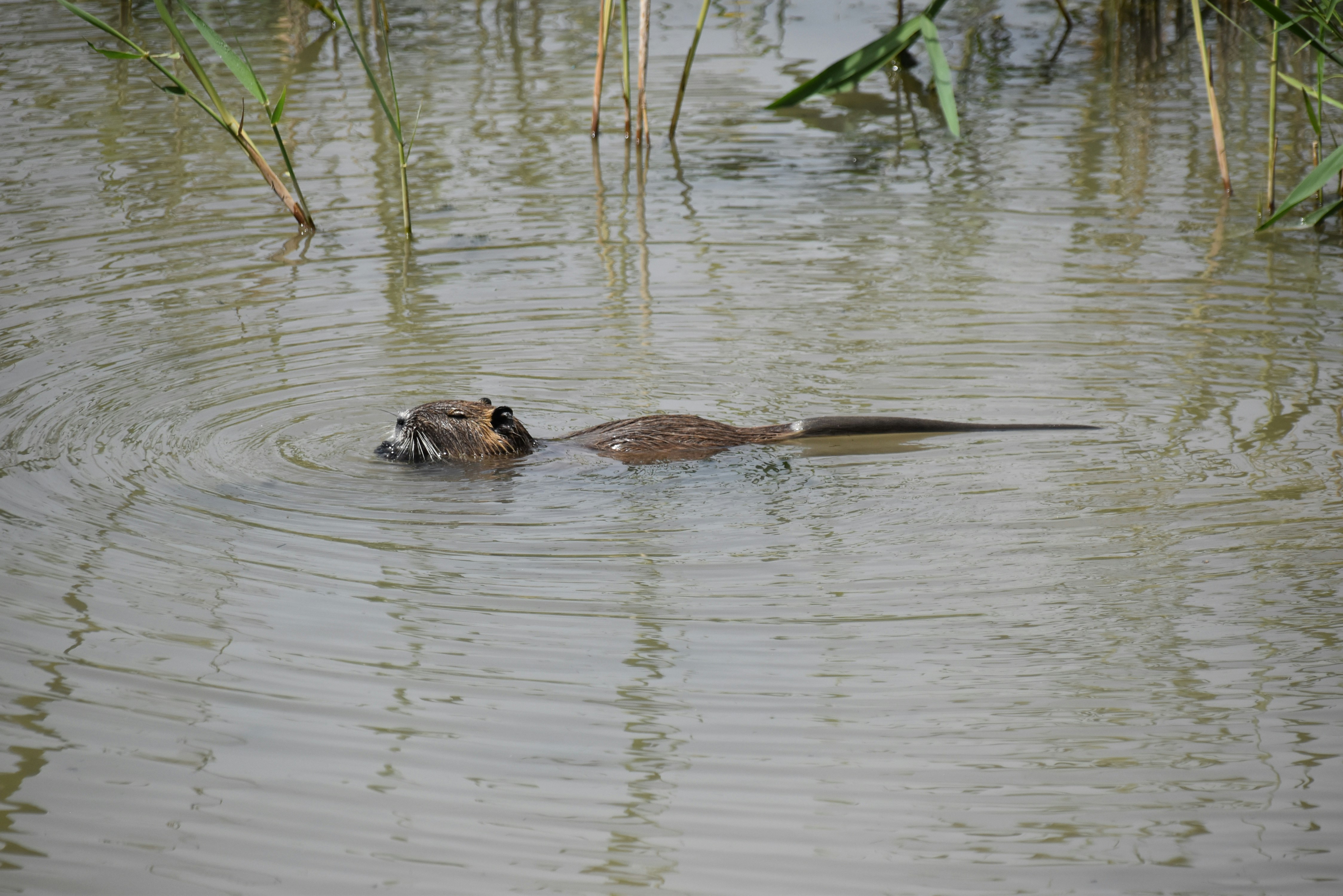 Ein paar Enten schwimmen in einem Teich