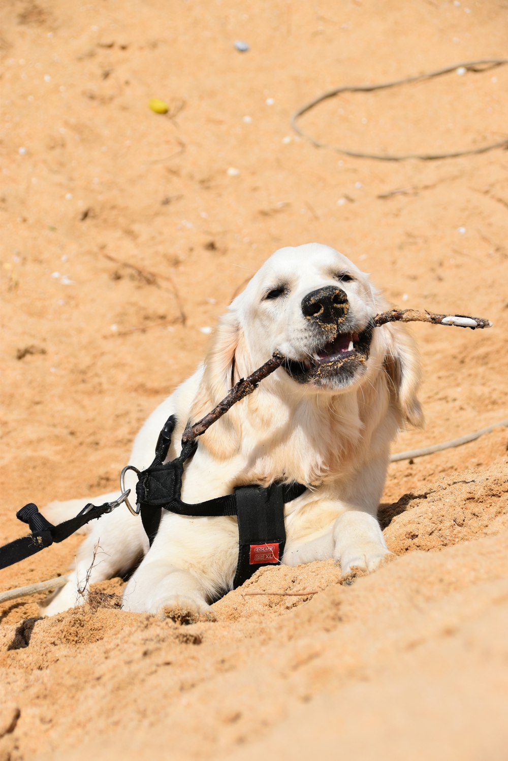 a dog with a leash sitting in the sand