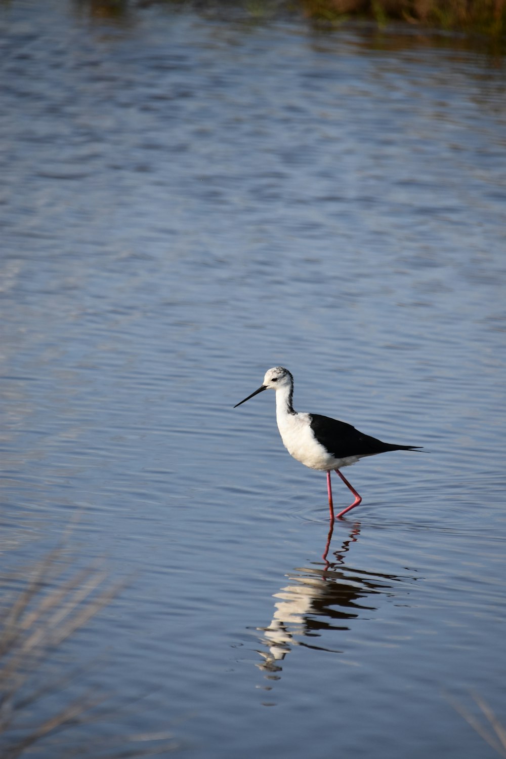 a bird standing in water