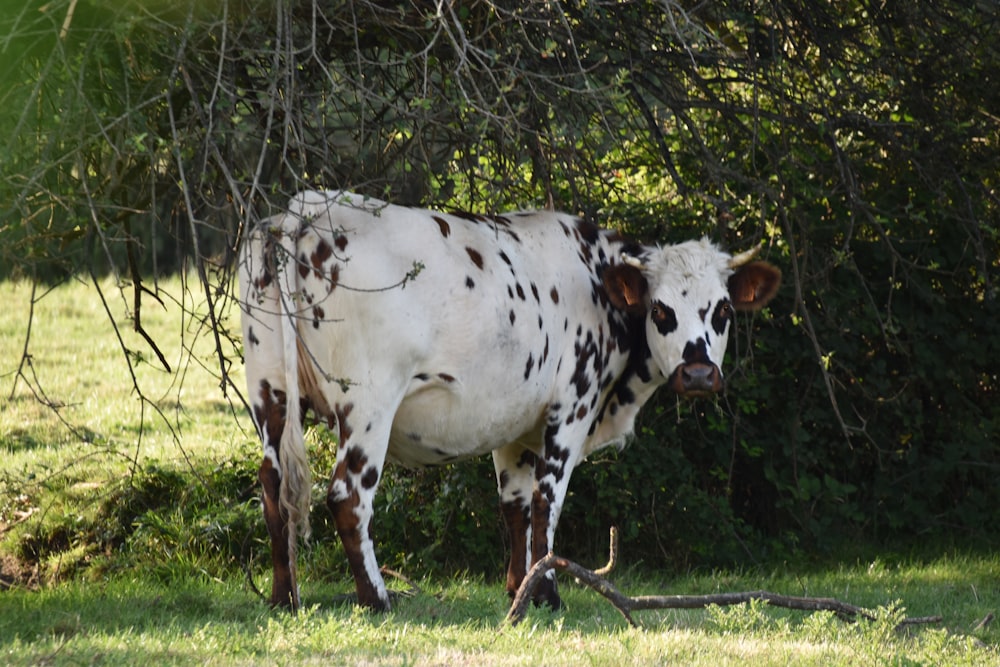 a cow standing in a field