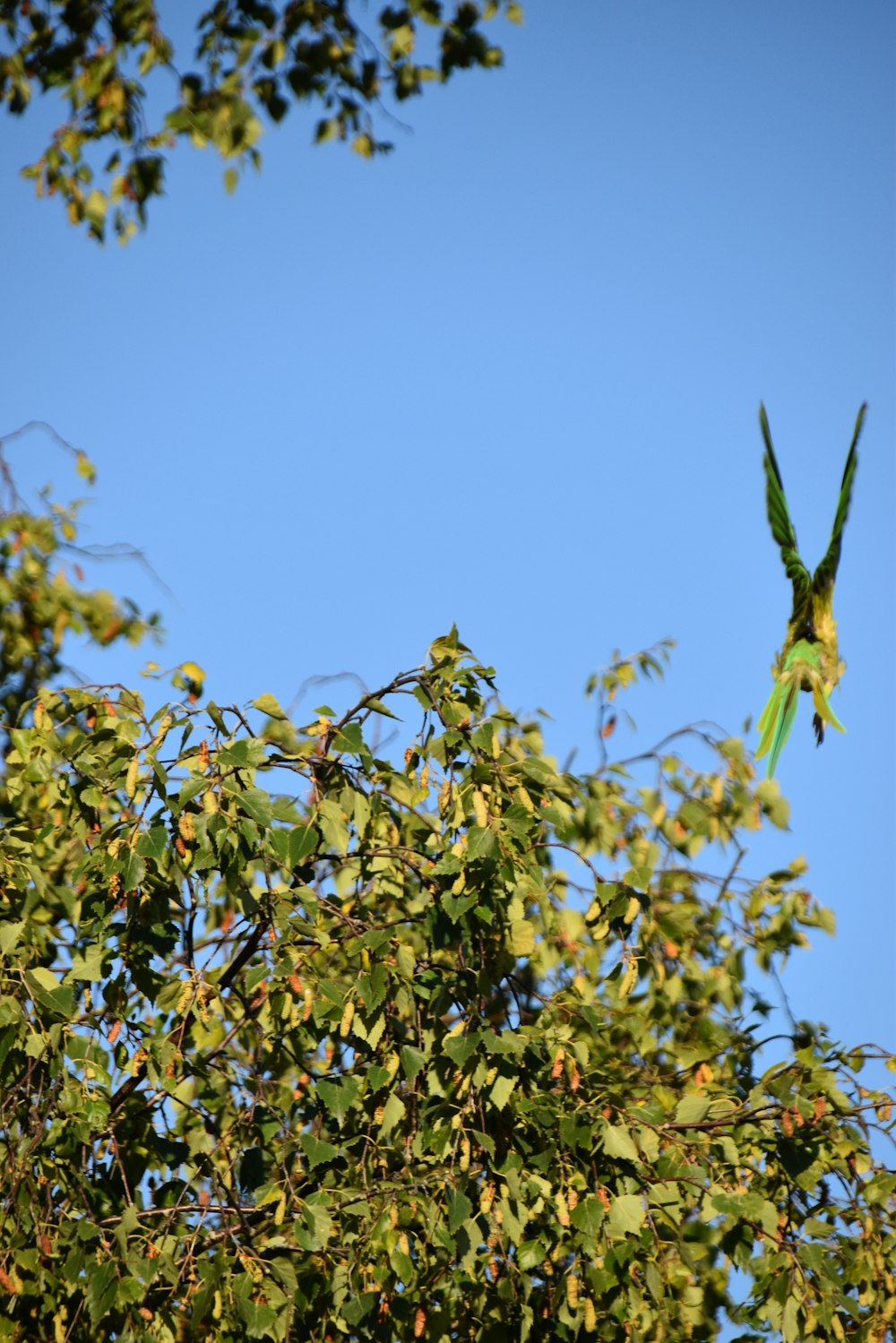 a tree with leaves