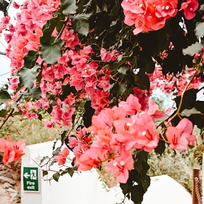 a tree with pink flowers