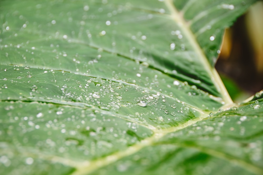 water droplets on a leaf