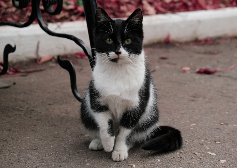 a cat sitting on the ground