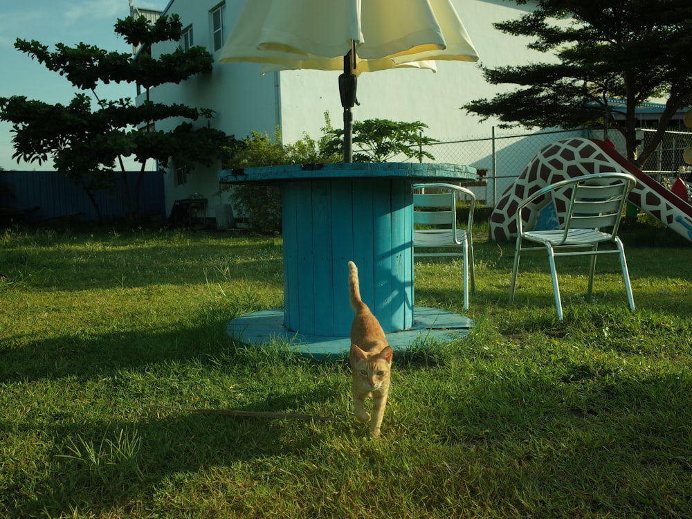 a dog standing on grass near a table and chairs