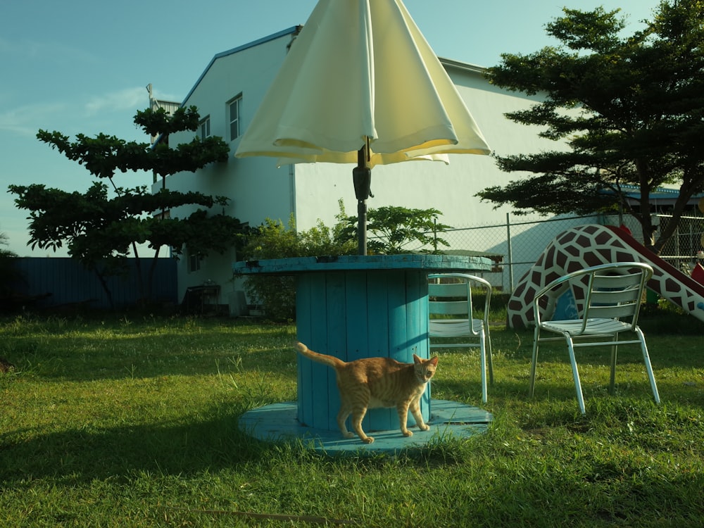 a dog standing on a trampoline in a yard with chairs and a table and umbrella
