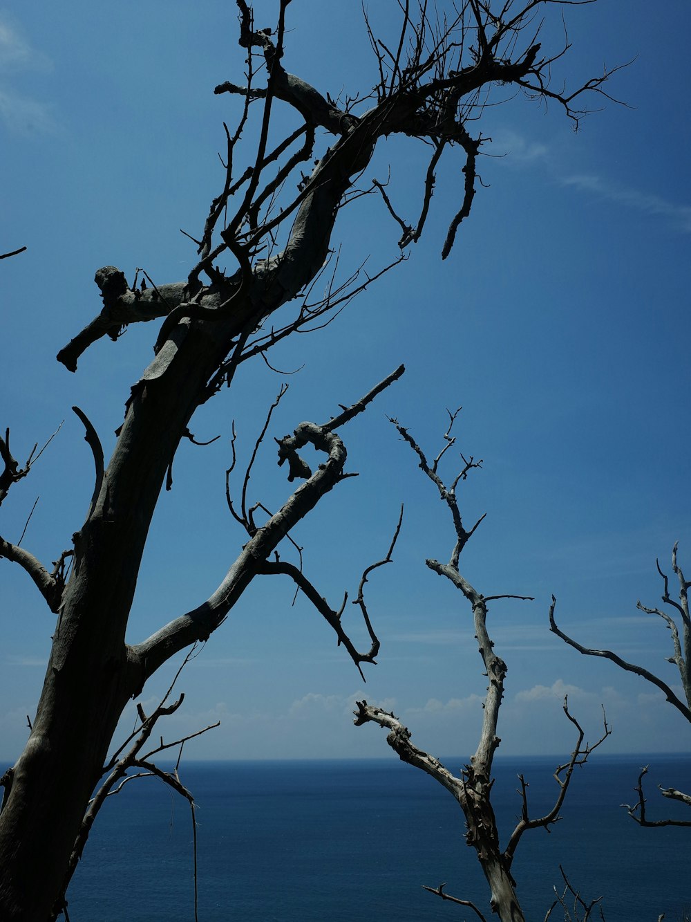 a tree with no leaves