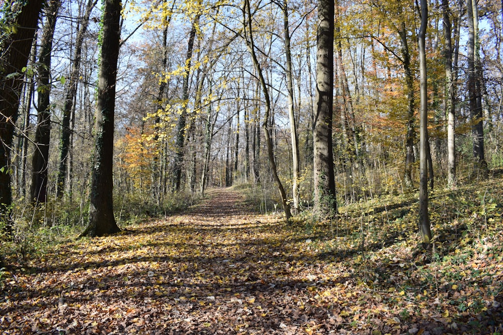 a path through a forest