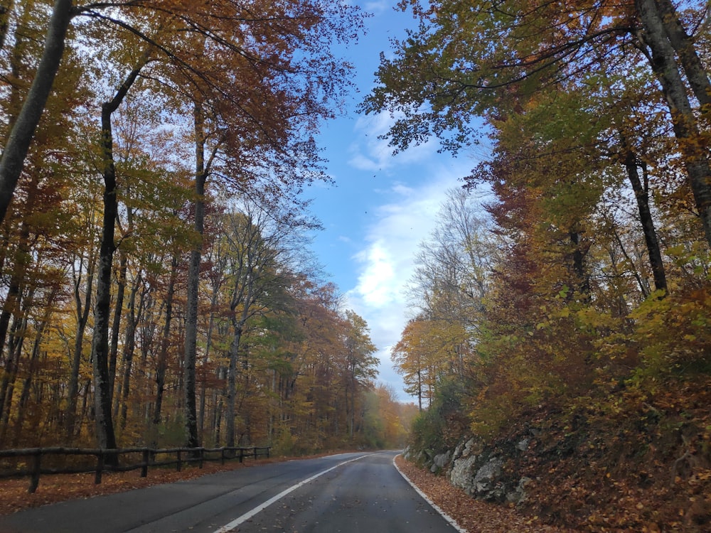 a road with trees on either side