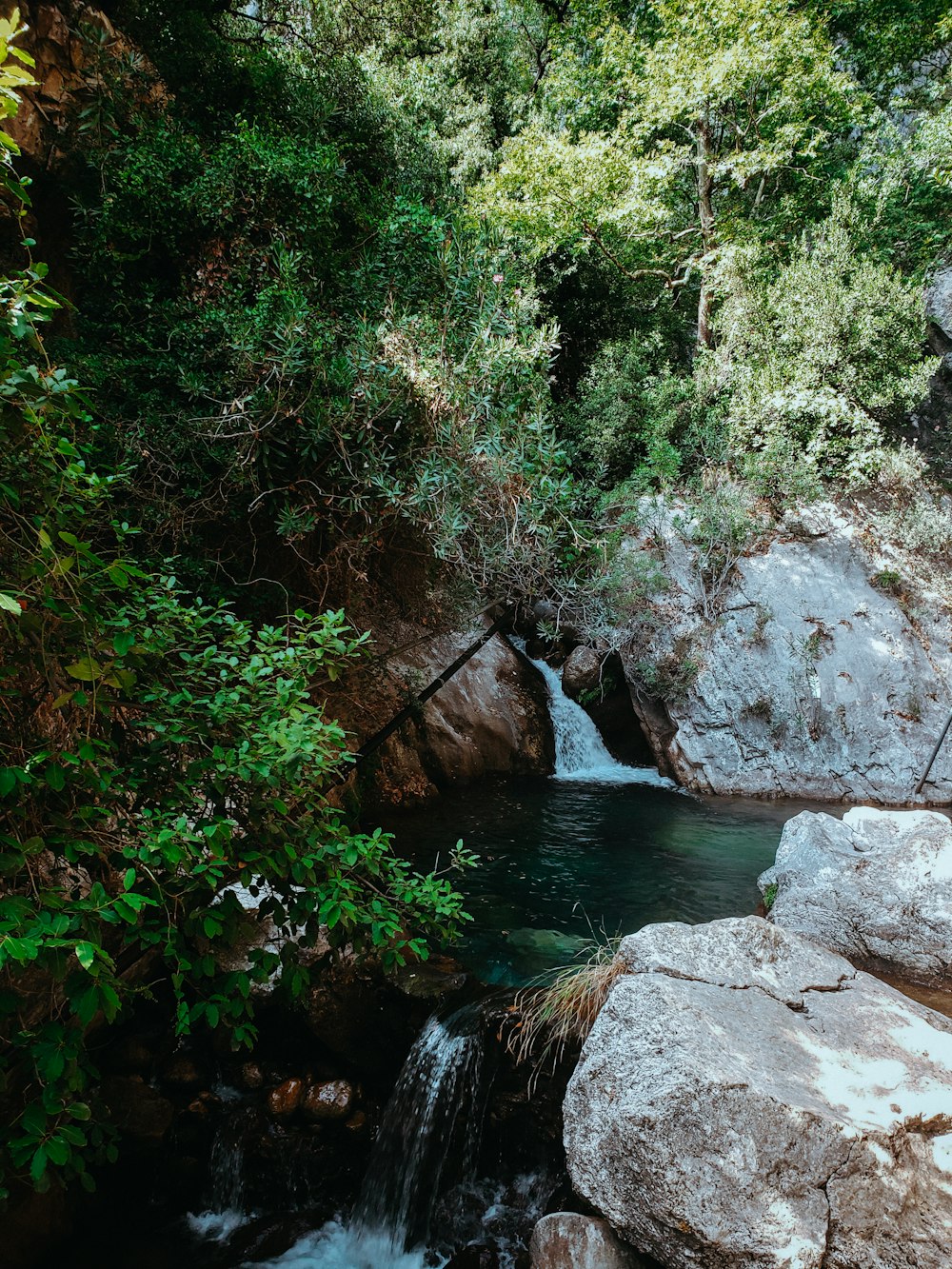 a small river flowing through a forest