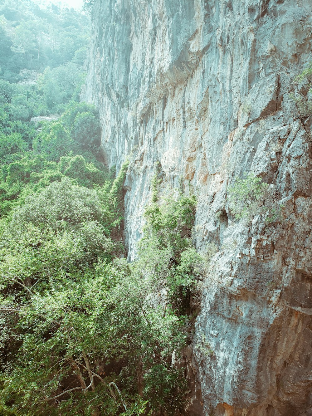 a cliff with trees on it