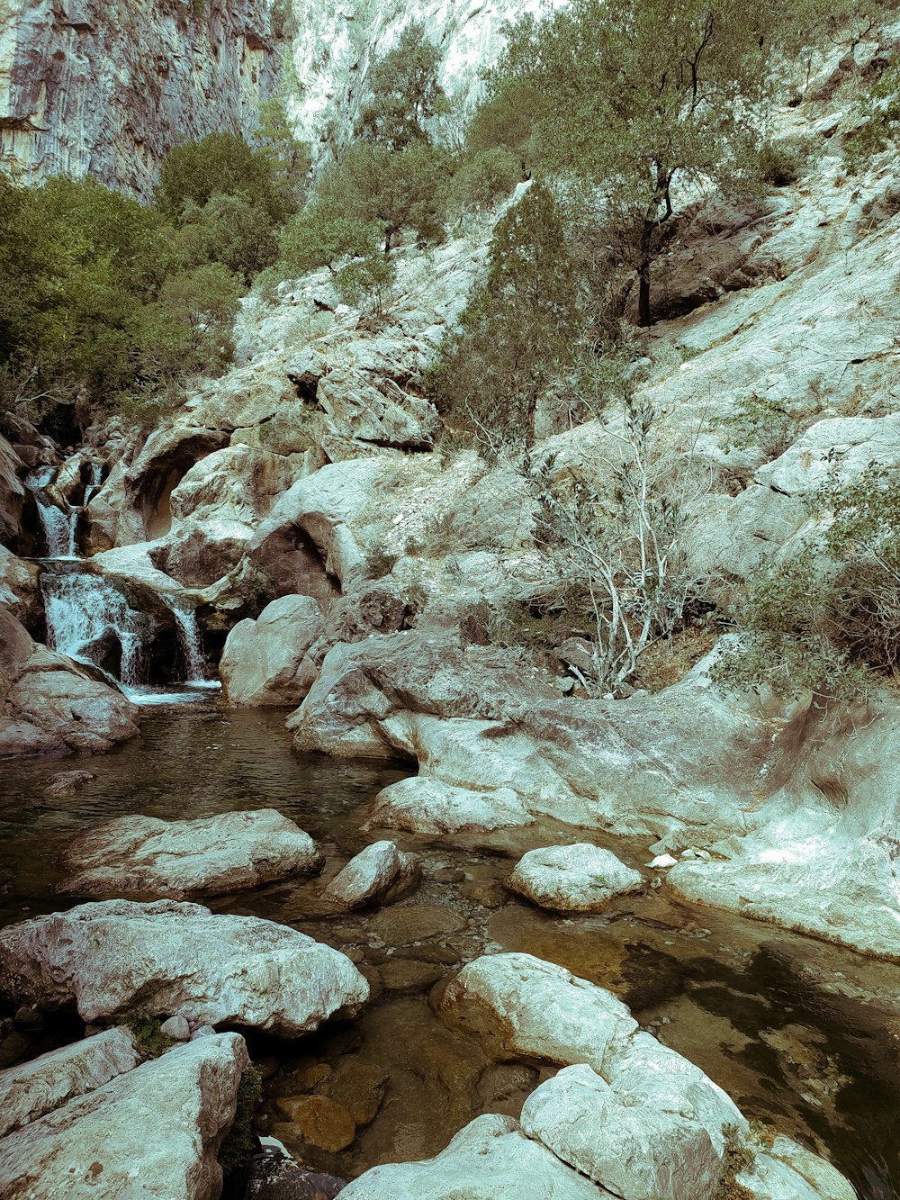 a rocky river with trees