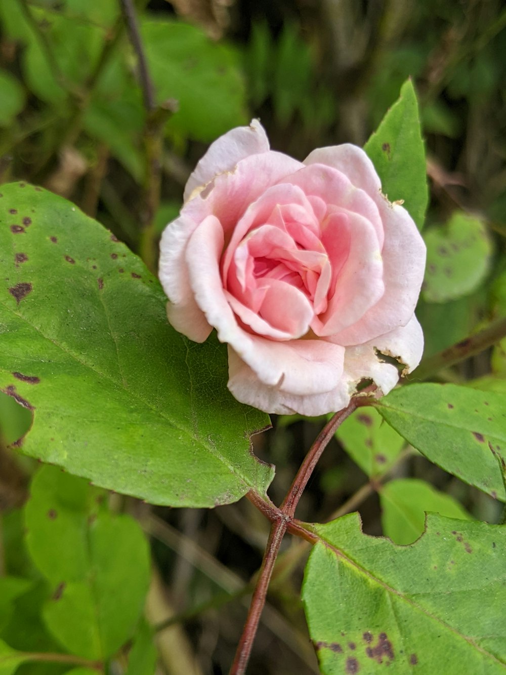 a pink rose on a bush