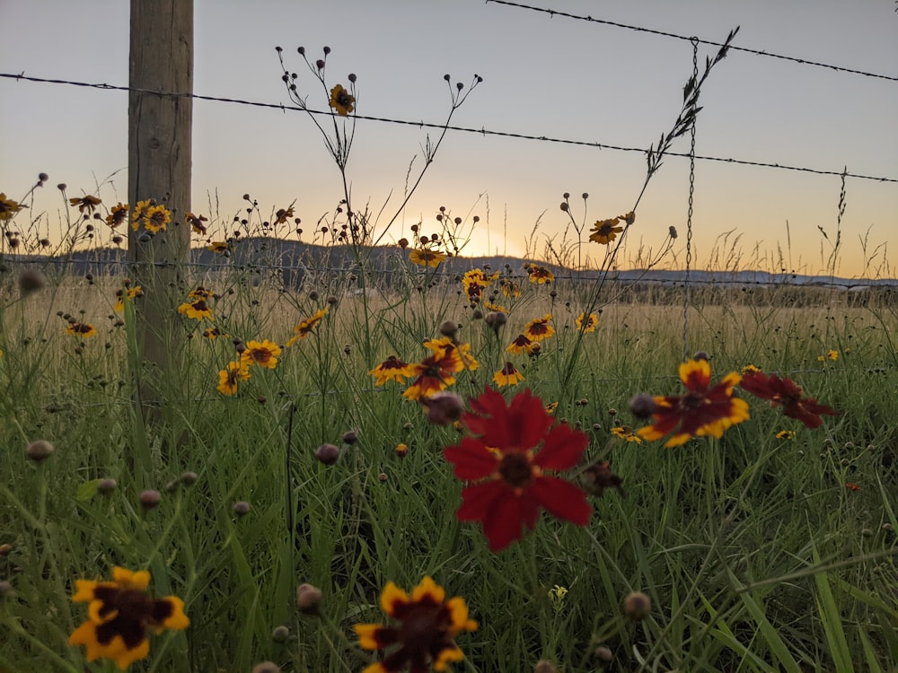 a field of flowers