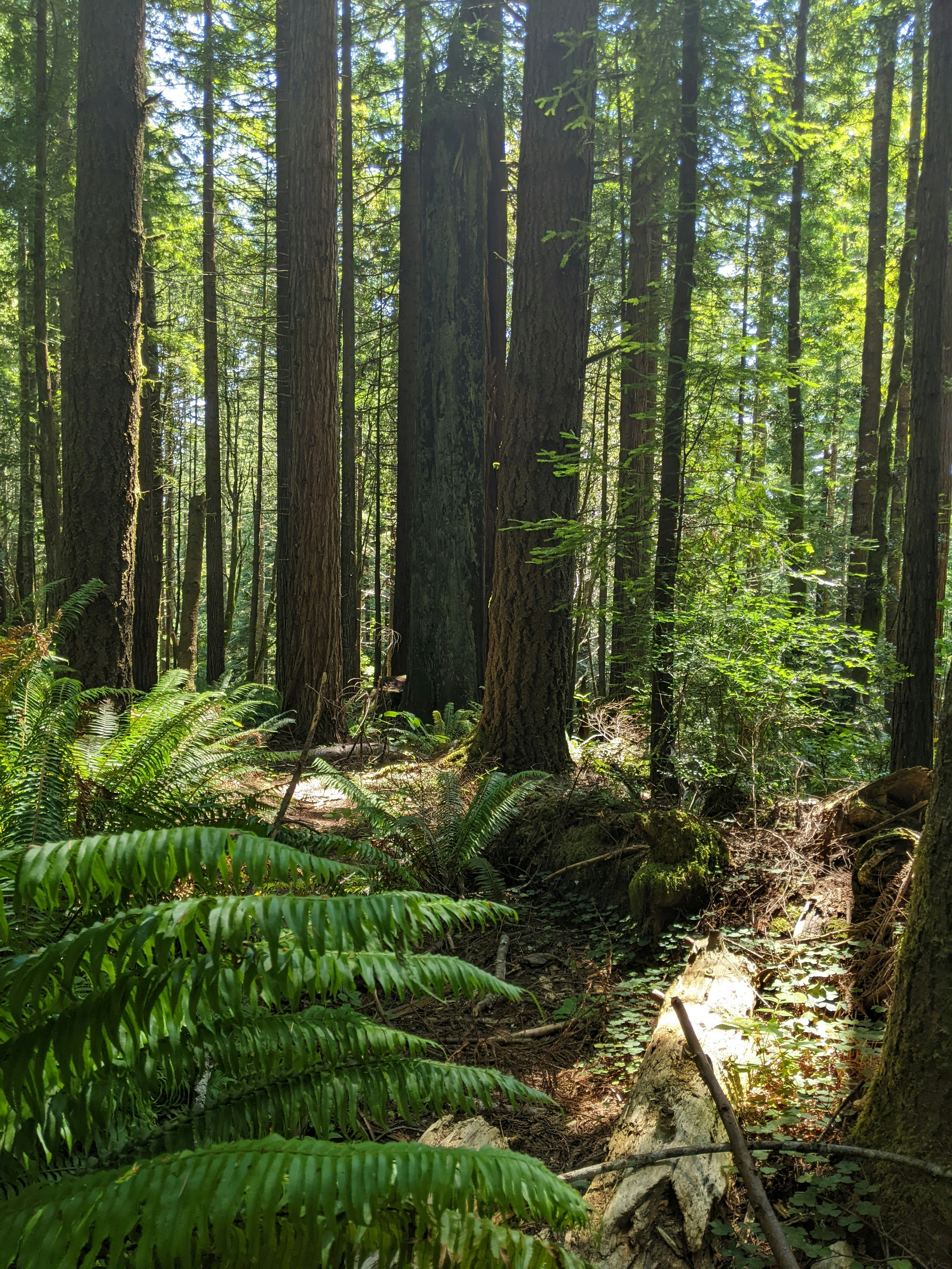 uma floresta com árvores