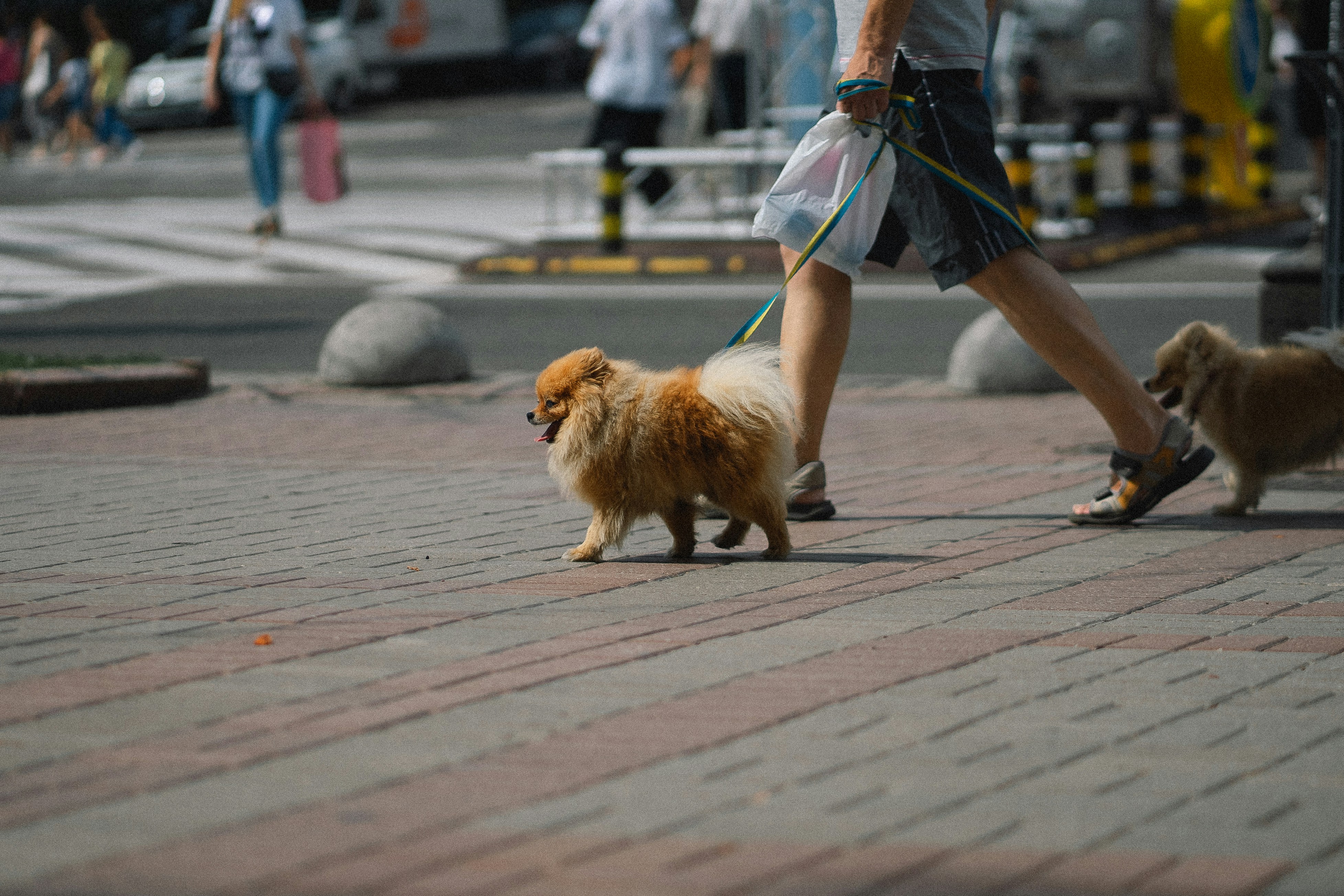 Do Dogs' Paws Burn on Hot Pavement?