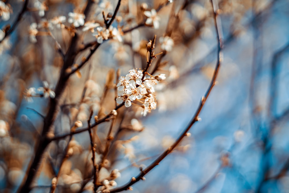 a close up of a tree branch with white flowers