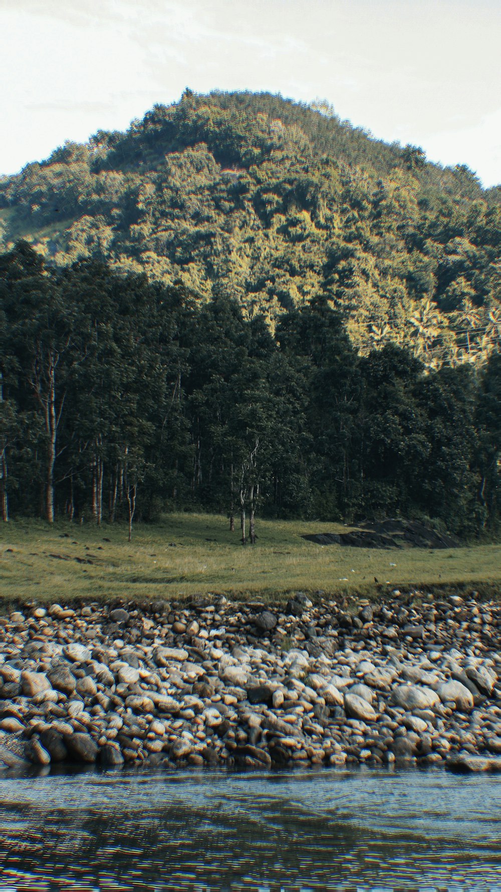 a rocky shore with trees and a hill in the background