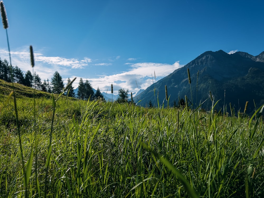 a grassy field with mountains in the background