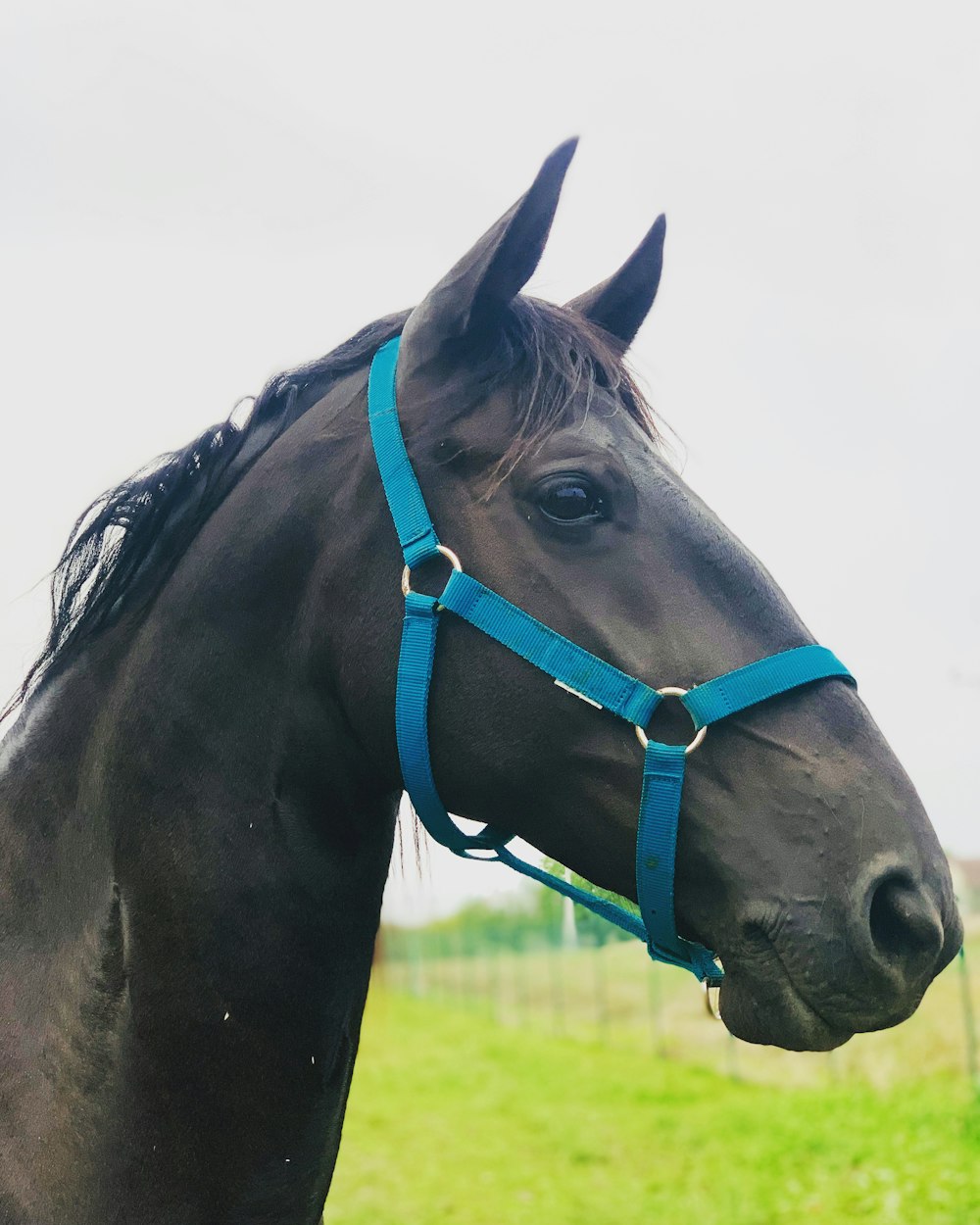 a horse with a blue harness
