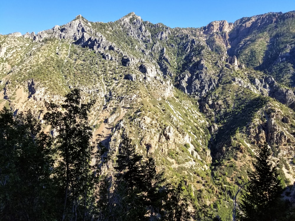 a mountain with trees on it