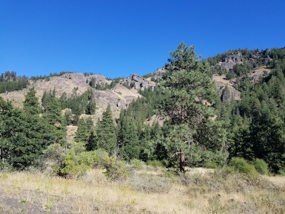 a landscape with trees and hills