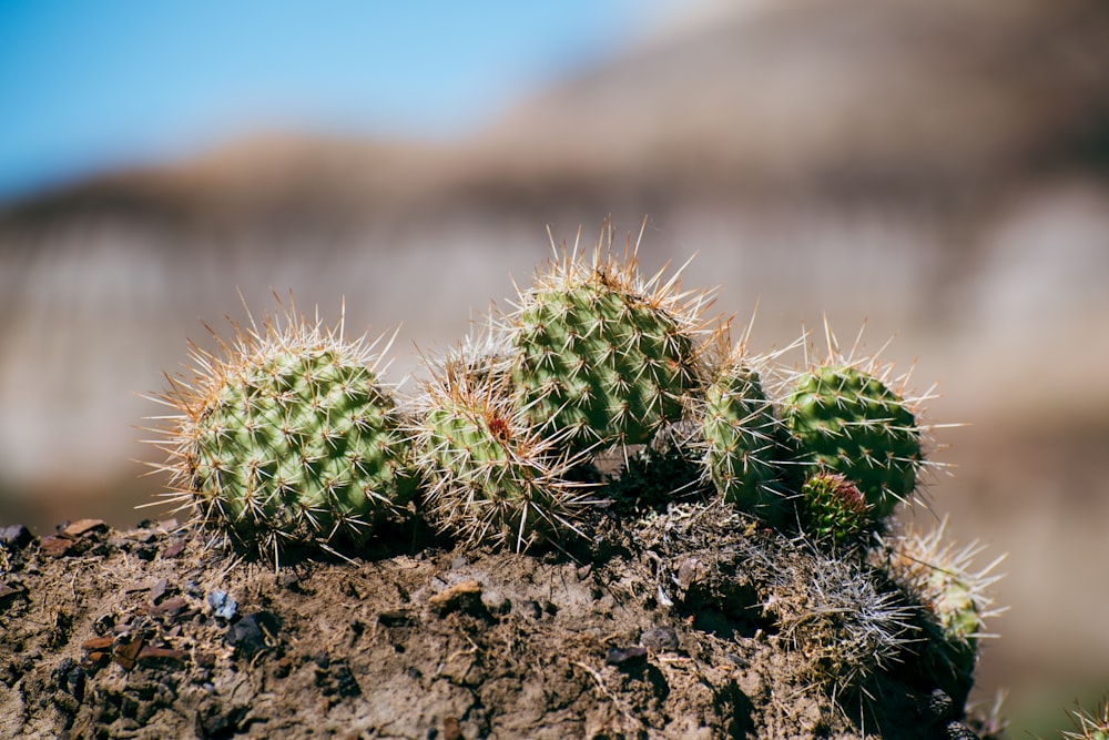 a close-up of some cactus