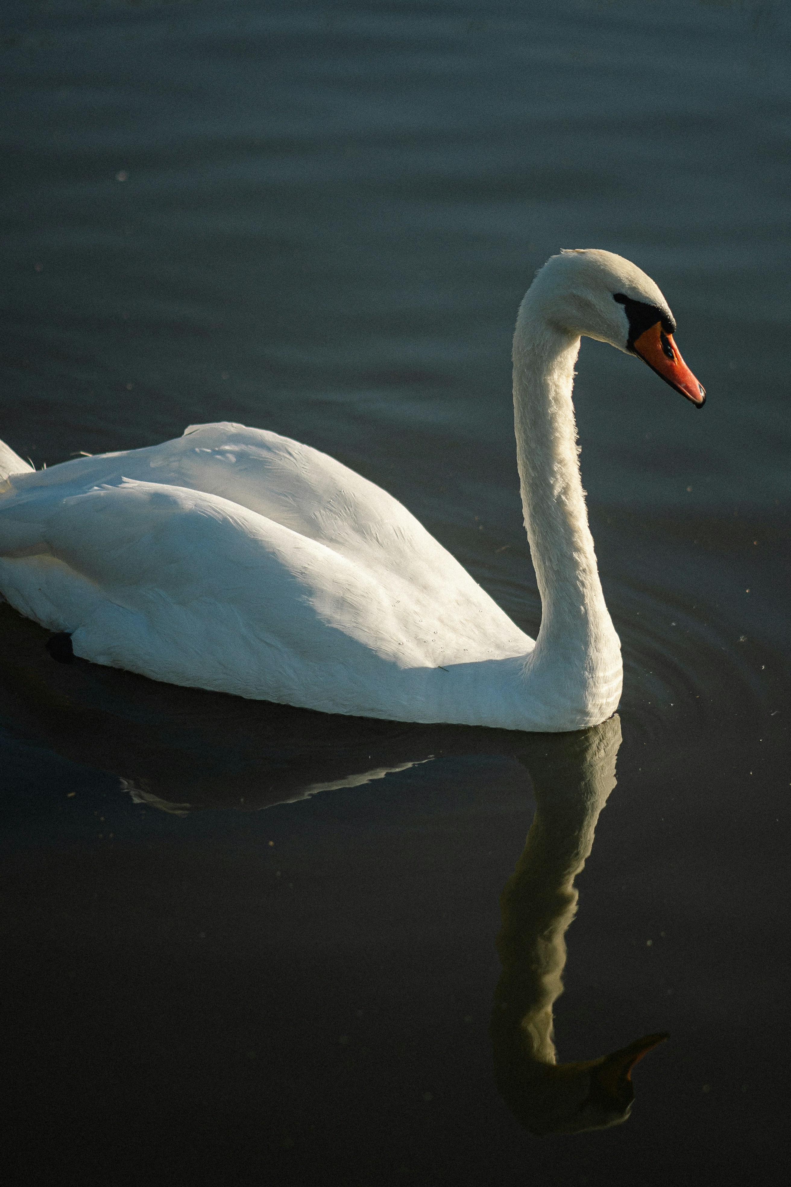 Photo by eugenechystiakov