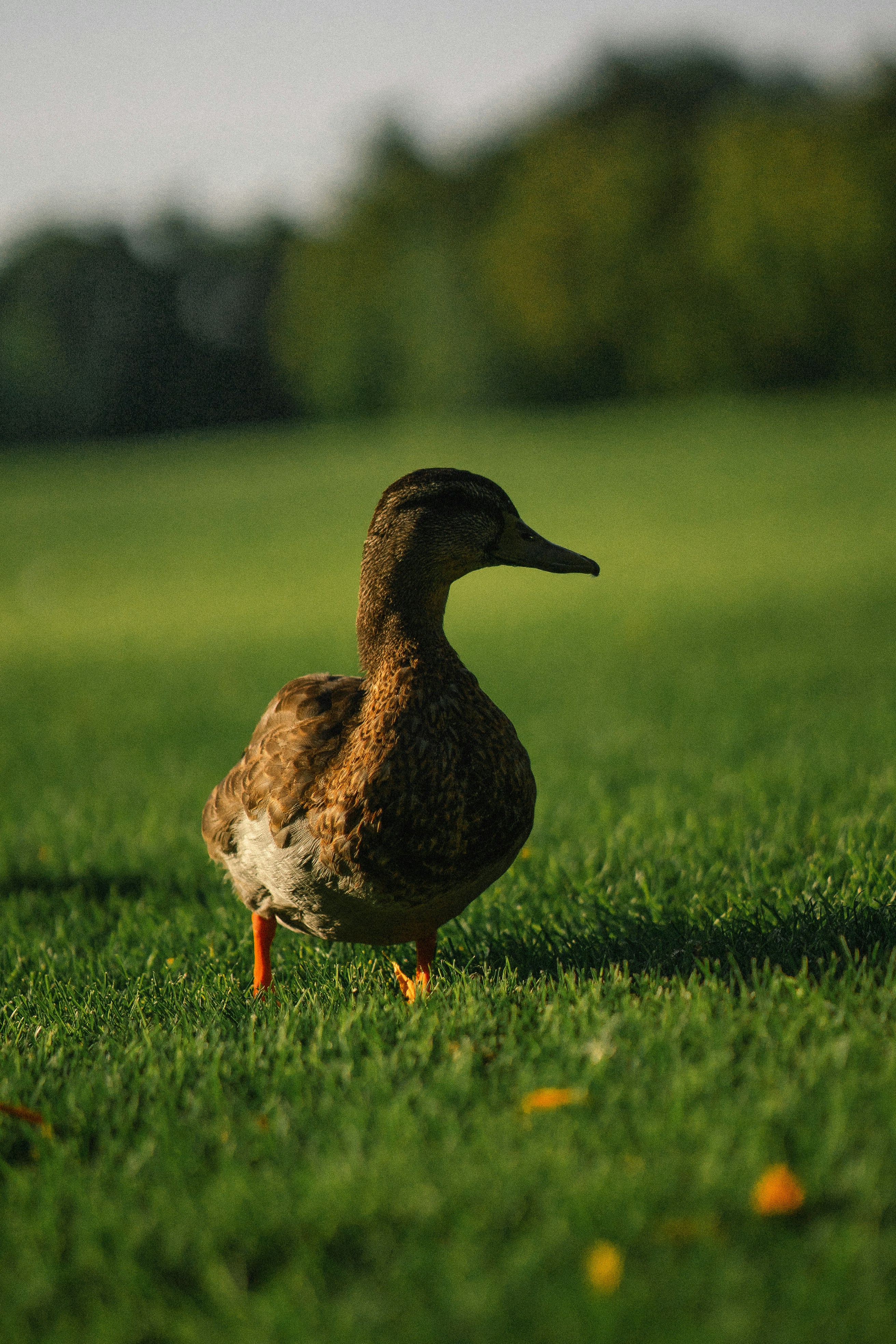 a duck walking on grass