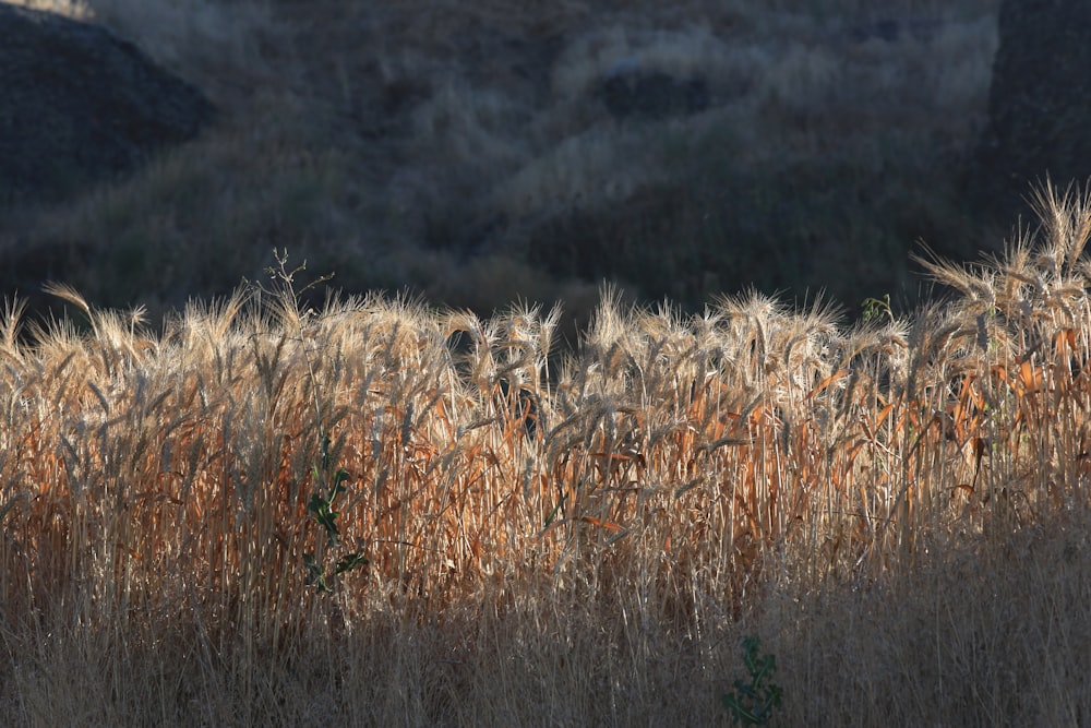 a field of tall grass