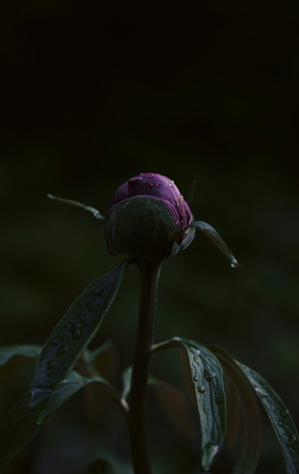 a purple and black bug on a leaf