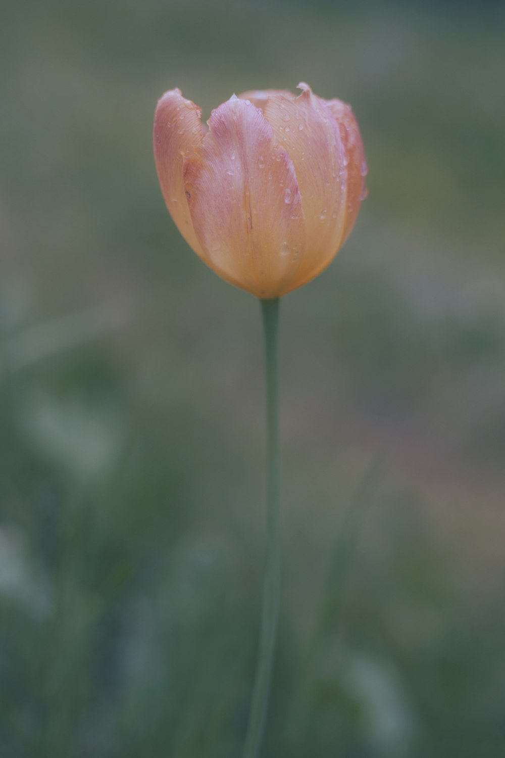 a close up of a flower