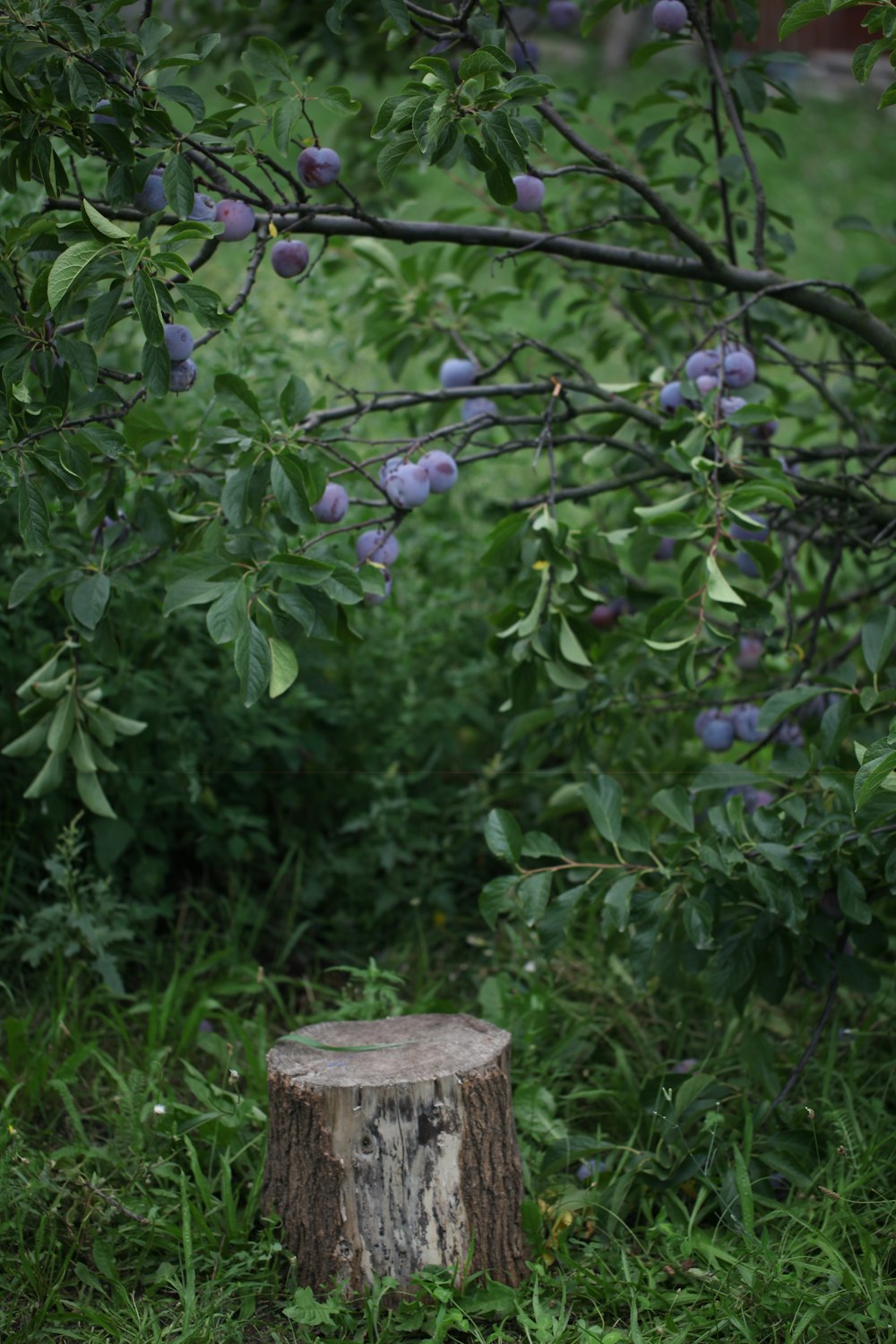 a tree with purple berries